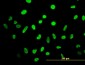 HMGB2 Antibody (monoclonal) (M04)